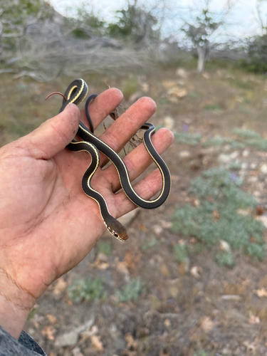 iNaturalist observation photo of California Striped Racer