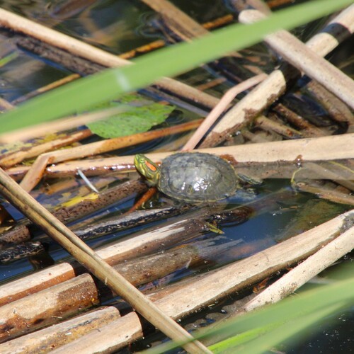 iNaturalist observation photo of Red-eared Slider
