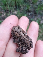 Anaxyrus terrestris