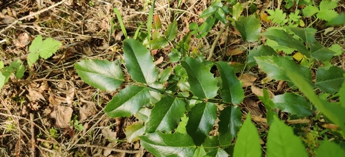 Oregon grape