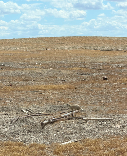 White-tailed Prairie Dog observed by starsailor3