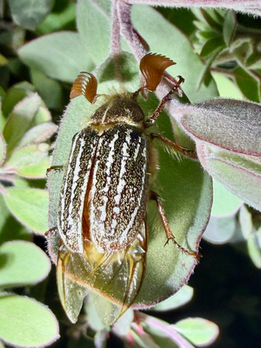 Mount Hermon June beetle