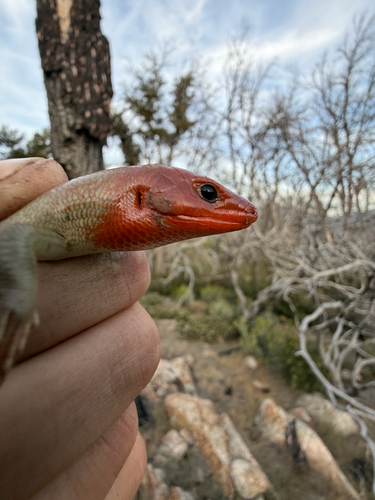 iNaturalist observation photo of Greater Brown Skink
