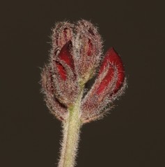 Indigofera burchellii
