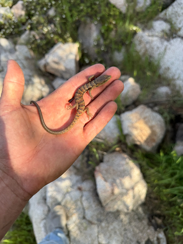 iNaturalist observation photo of Southern Alligator Lizard
