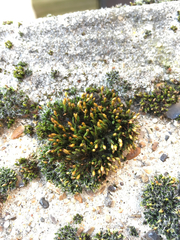 Orthotrichum anomalum