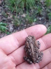 Anaxyrus terrestris