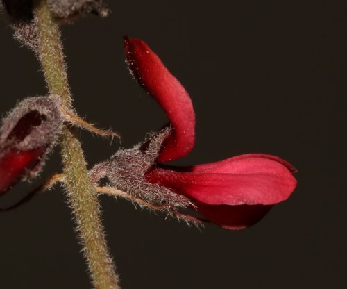 Image of Indigofera burchellii by (c) Brian du Preez, some rights reserved (CC BY-SA)