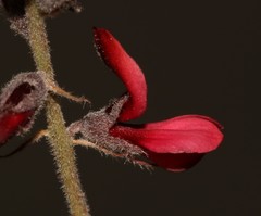 Indigofera burchellii