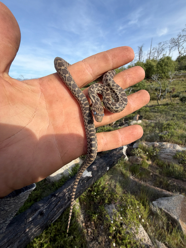 iNaturalist observation photo of Pacific Gopher Snake