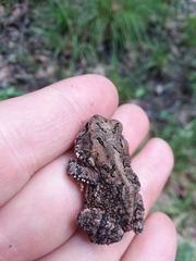 Anaxyrus terrestris