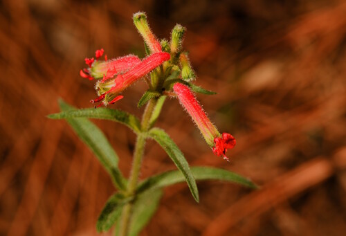 Cuphea heterophylla observed 2026-05-30