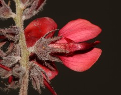 Indigofera burchellii
