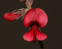 Indigofera burchellii