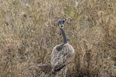 Eupodotis senegalensis