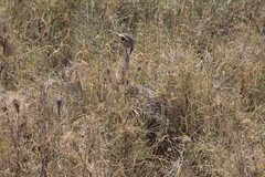 Eupodotis senegalensis