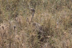 Eupodotis senegalensis