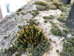 Orthotrichum anomalum