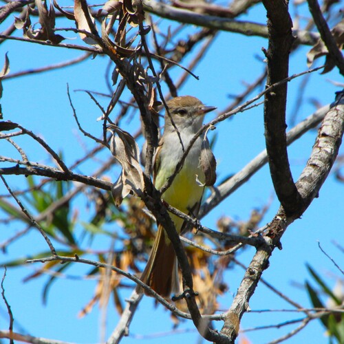 iNaturalist observation photo of Ash-throated Flycatcher