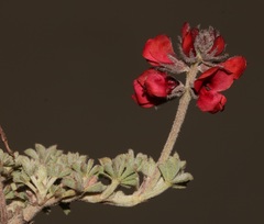 Indigofera burchellii