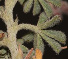 Indigofera burchellii