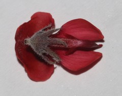 Indigofera burchellii