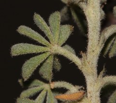 Indigofera burchellii