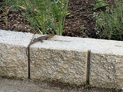 Plestiodon laticeps