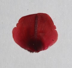 Indigofera burchellii