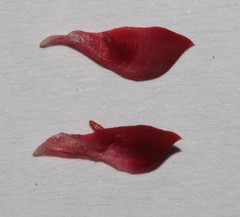 Indigofera burchellii