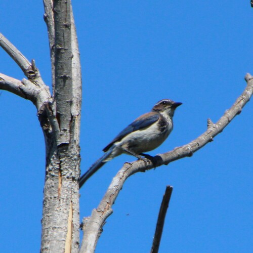iNaturalist observation photo of California Scrub-Jay