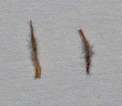 Indigofera burchellii