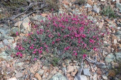 Indigofera meyeriana