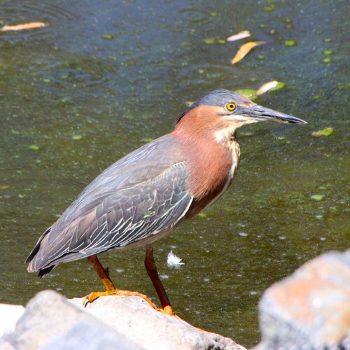 iNaturalist observation photo of Green Heron