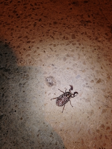 Pine Chafer