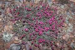 Indigofera meyeriana