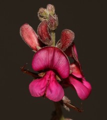 Indigofera meyeriana