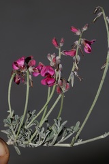 Indigofera meyeriana