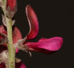 Indigofera meyeriana