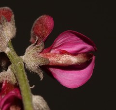 Indigofera meyeriana