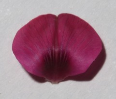 Indigofera meyeriana