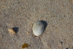Lunarca ovalis
