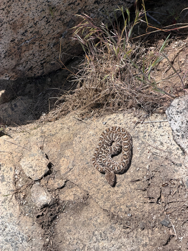 iNaturalist observation photo of Northern Pacific Rattlesnake