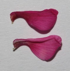 Indigofera meyeriana