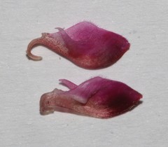 Indigofera meyeriana
