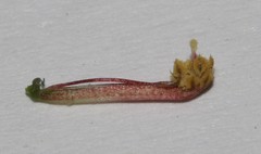 Indigofera meyeriana