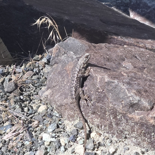 Western Fence Lizard