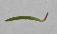 Indigofera meyeriana