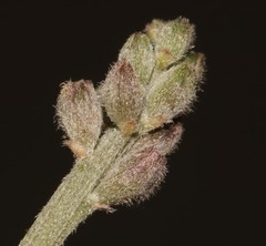 Indigofera meyeriana