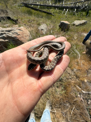 iNaturalist observation photo of Western Yellow-bellied Racer